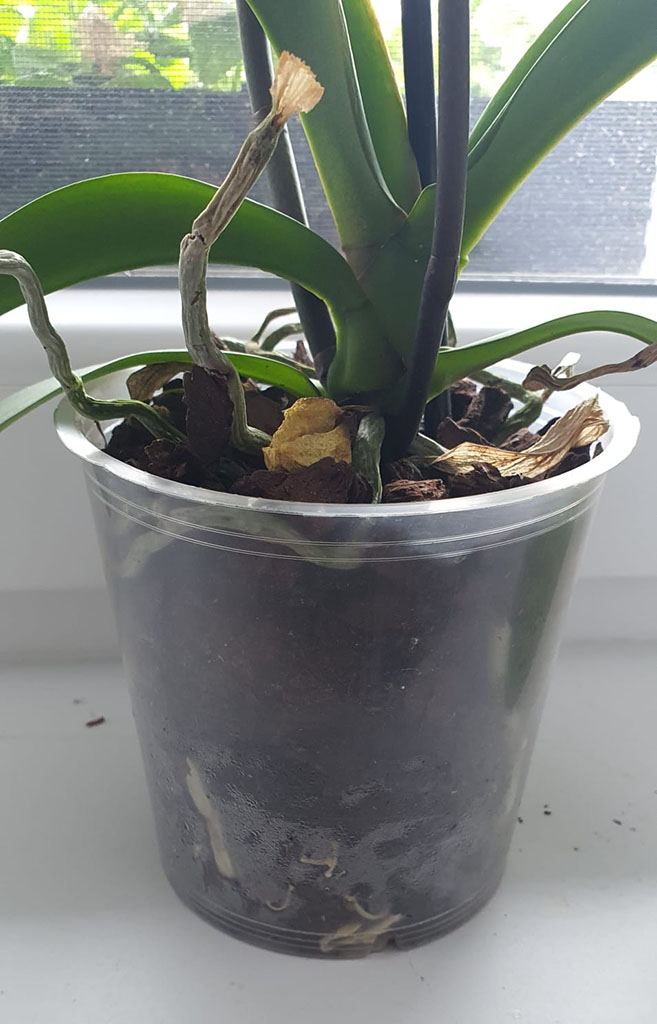 Orchidej 1_cz--cs-CZ